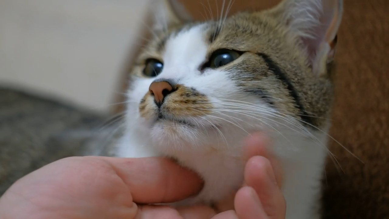 Petting a cute cat close up
