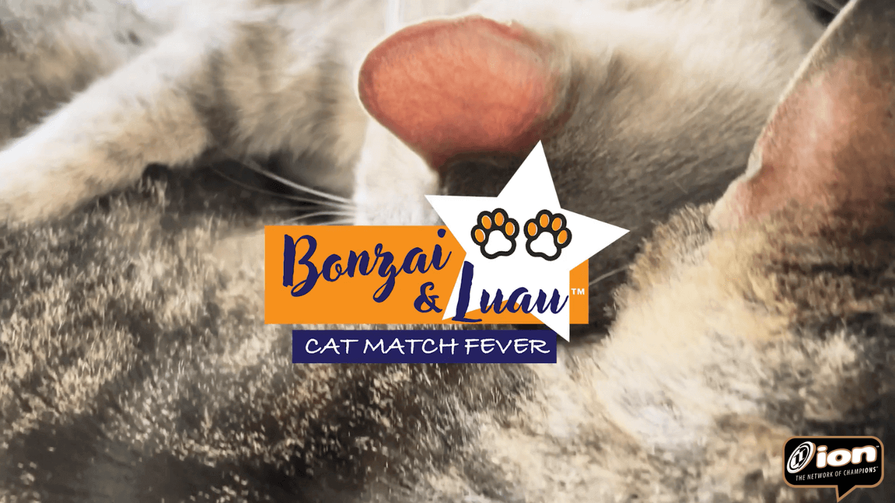 Adventures of Bonzai & Luau on ION » Cat Match Fever