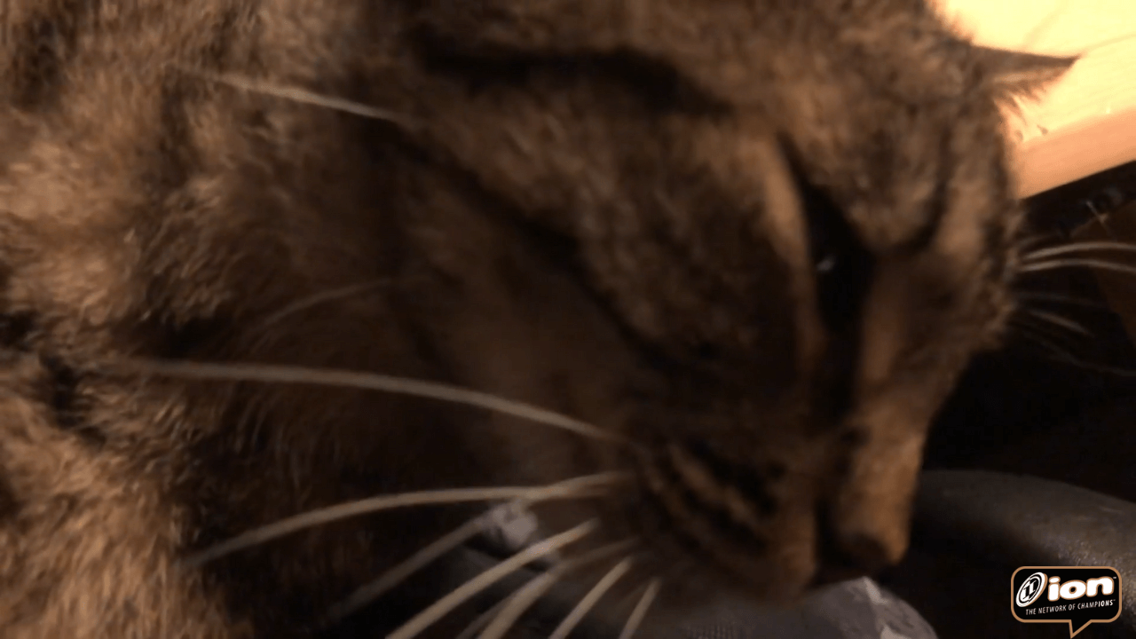 Adventures of Bonzai & Luau on ION » Meowk-Out-Session