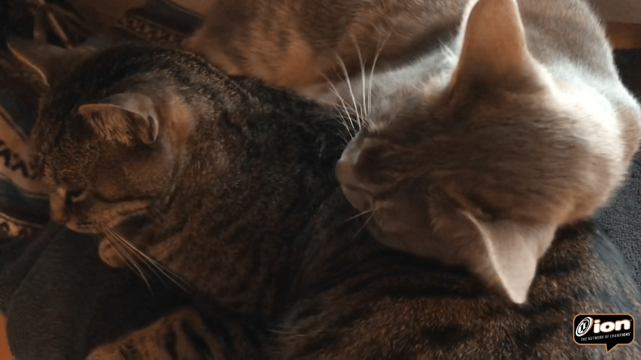 Adventures of Bonzai & Luau on ION » Meowtually Pleasing