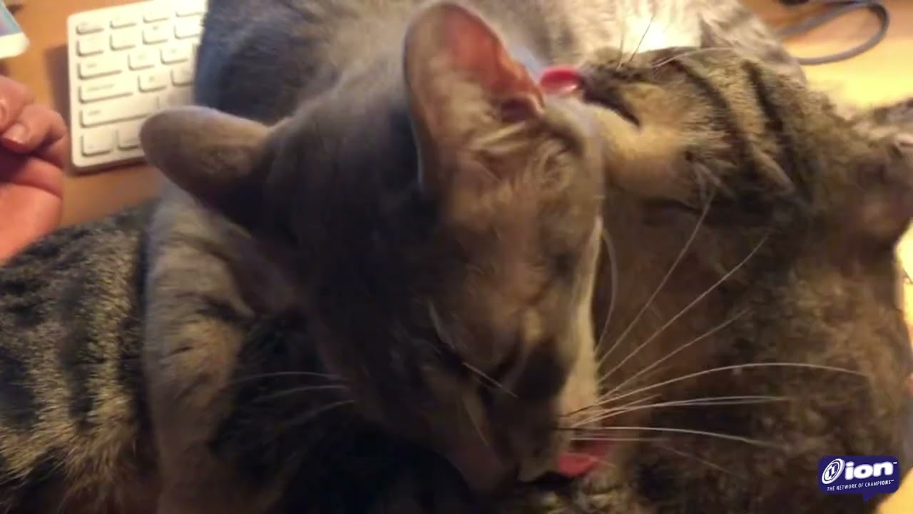 The Adventures of Bonzai & Luau Episode 1 » Meowk-Out Session