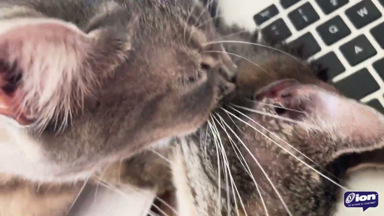 The Adventures of Bonzai & Luau Episode 2 » Love Me or Lick Me