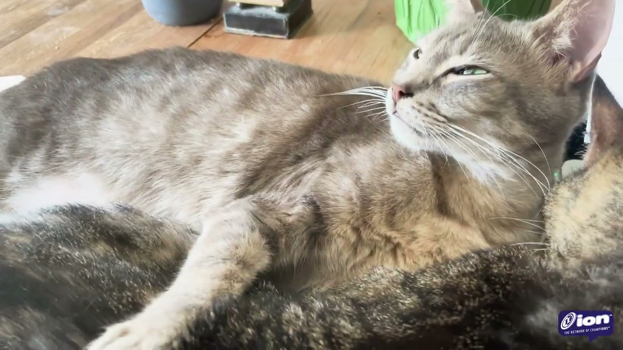 The Adventures of Bonzai & Luau Episode 3 » Cat Match Fever