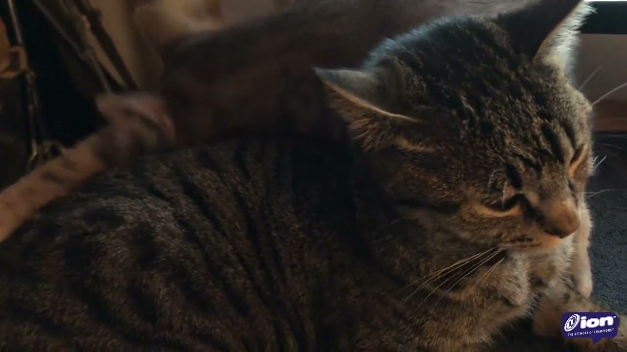 The Adventures of Bonzai & Luau Episode 6 » Meowtually Pleasing