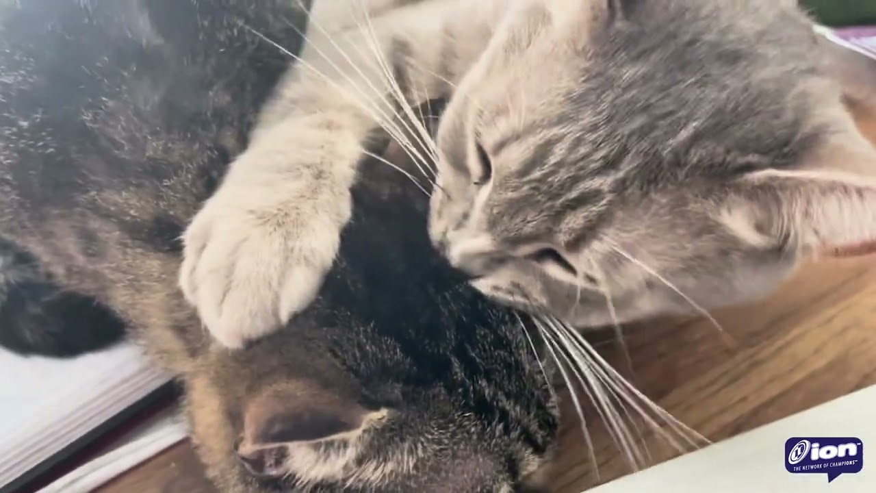 The Adventures of Bonzai & Luau Episode 4 » Pregame Kiss